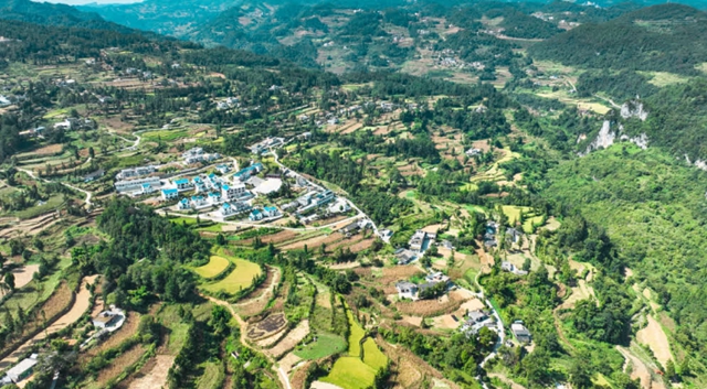 古蔺桂香村：桂花盛放香满村 小桂花开出“花经济”