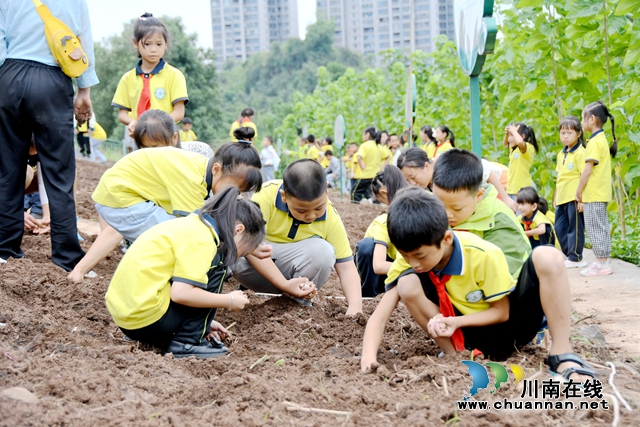 叙永县龙凤镇中心小学校：河滩地变身学生的生态“菜园子”