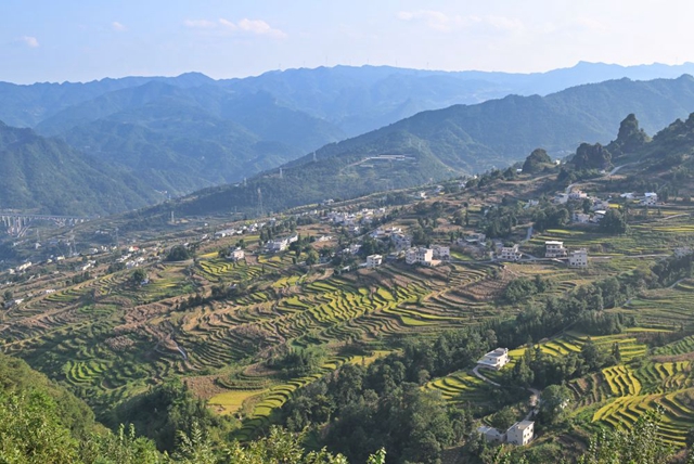 鱼在稻中游 钱粮双丰收——探访乌蒙山区“鱼米乡”