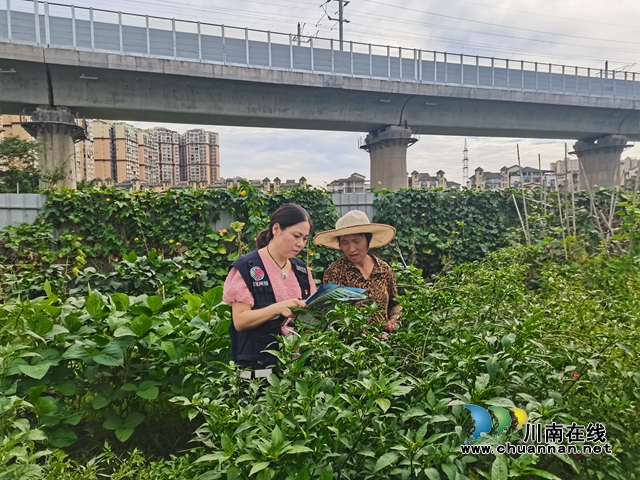 泸县玉蟾街道：禁种铲毒回头看，踏查宣传两手抓