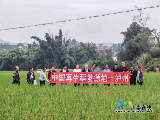 泸县：打好晚秋生产组合拳，高水平建设天府粮仓示范区