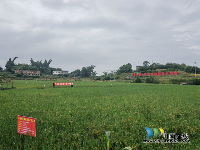 泸县中稻+再生稻吨粮田示范区（曾佐然摄）.jpg