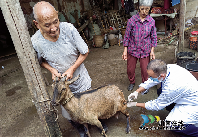龙马潭区鱼塘街道：秋季动物防疫正忙时