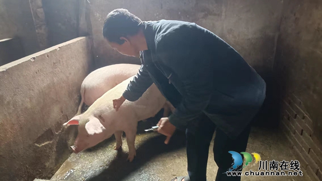 泸县云龙镇全面启动2023年秋季重大动物疫病防控工作