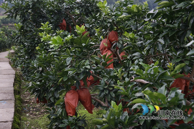 2龙马潭区胡市镇黄桷村武伍农场柚子迎来丰收2.JPG