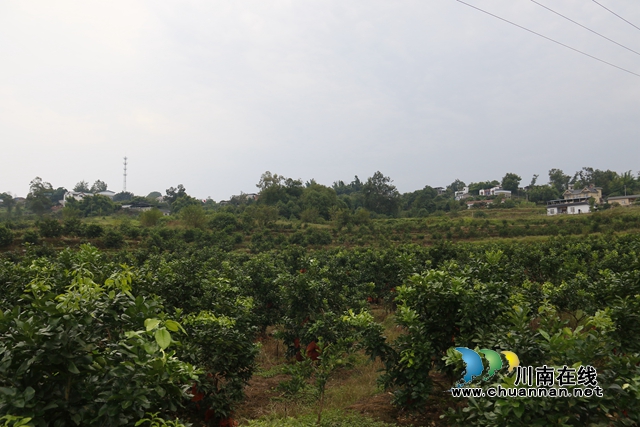 1龙马潭区胡市镇黄桷村武伍农场柚子迎来丰收.JPG