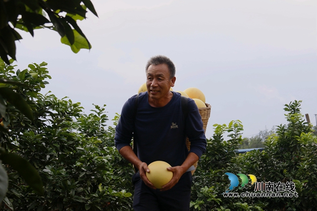 6武正伟在柚子林里穿梭，享受着丰收的喜悦.JPG
