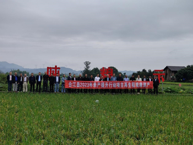 专稿|泸州再生稻单产创四川省新高(图1) 微信图片_20231010110340.png