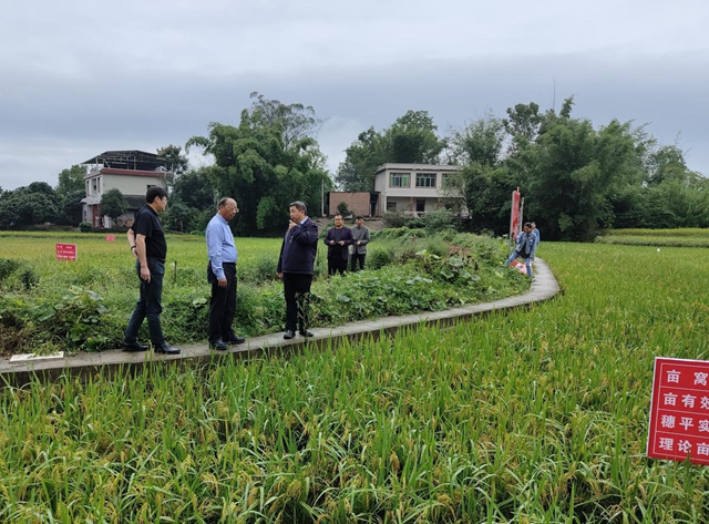 专稿|泸州再生稻单产创四川省新高(图3) 微信图片_20231010110352.png