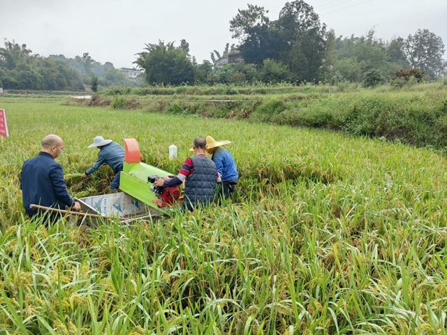 专稿|泸州再生稻单产创四川省新高(图4) 微信图片_20231010110358.png
