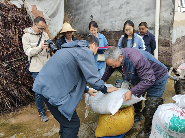 专稿|泸州再生稻单产创四川省新高(图5) 微信图片_20231010110404.png