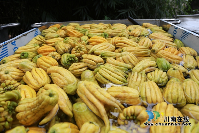 合江：硕果累累枝头挂，“佛手”效益顶呱呱