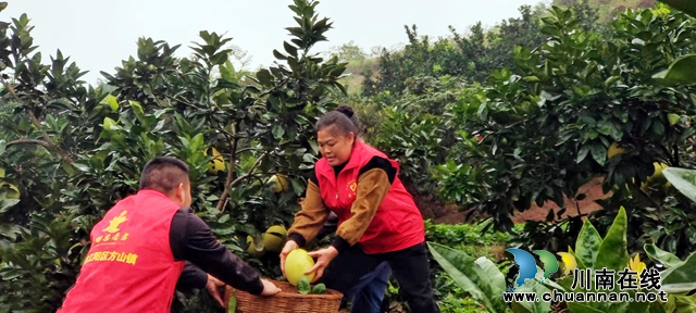 江阳区：蜜柚迎丰收 林间来了“志愿红”