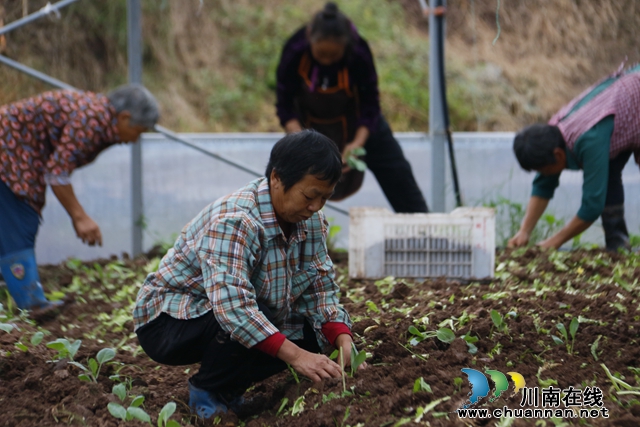 村民正在忙着蔬菜种植.JPG