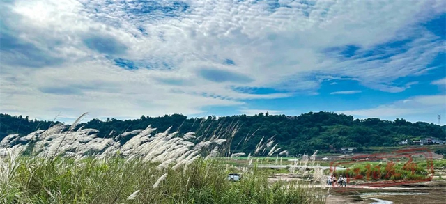 超级出片!江阳这处绝美芦苇地等你来打卡(图10) 10.jpg