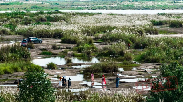 超级出片!江阳这处绝美芦苇地等你来打卡(图11) 11.jpg
