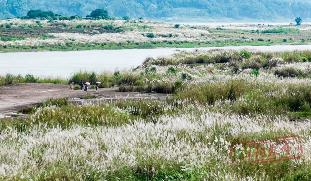 超级出片!江阳这处绝美芦苇地等你来打卡(图1) 1.jpg