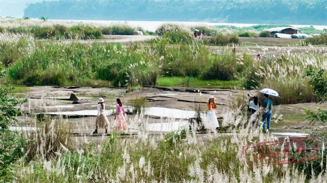 超级出片!江阳这处绝美芦苇地等你来打卡(图3) 3.jpg