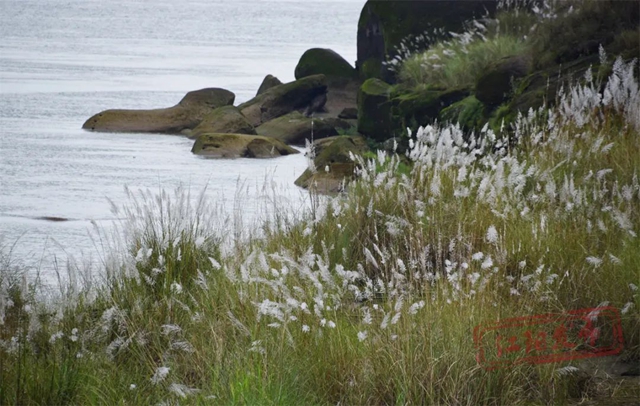超级出片!江阳这处绝美芦苇地等你来打卡(图4) 4.jpg