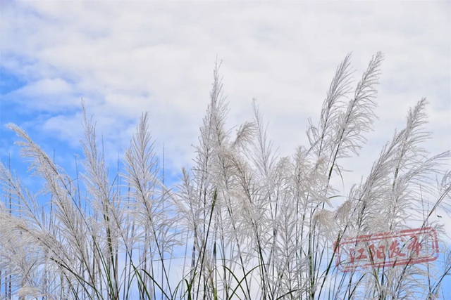 超级出片!江阳这处绝美芦苇地等你来打卡(图6) 6.jpg