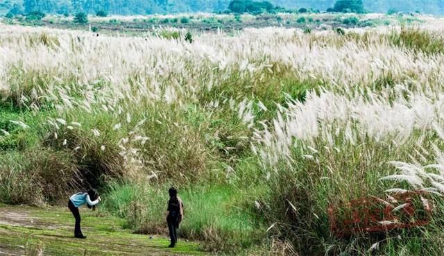 超级出片!江阳这处绝美芦苇地等你来打卡(图5) 5.jpg