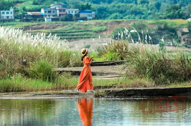 超级出片!江阳这处绝美芦苇地等你来打卡(图8) 8.jpg