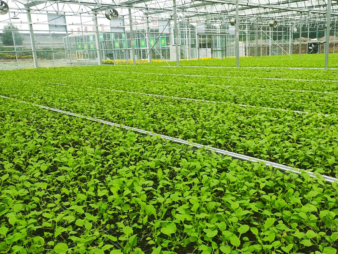 宜宾南溪区长兴镇：托稳冬季“菜篮子”，育苗基地育苗忙