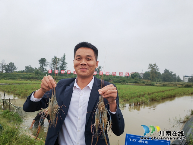 稻黄虾肥  泸县玄滩镇稻虾喜获丰收