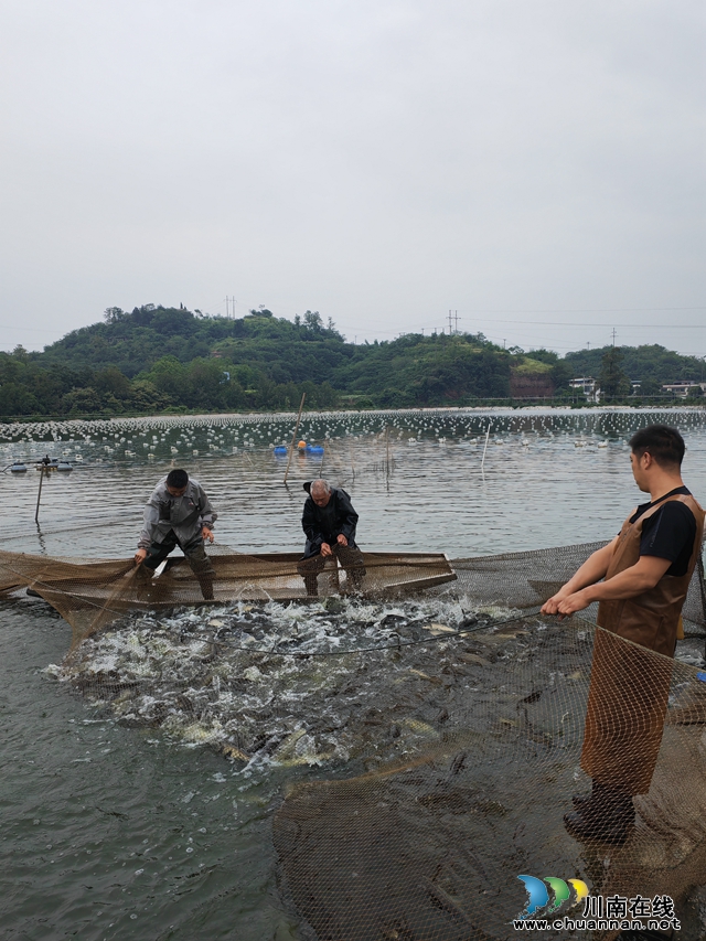 鱼满仓蚌在望｜泸县嘉明鱼蚌混养生态又富民