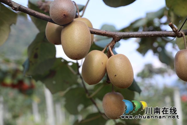 叙永县黄坭镇:金秋水果丰收忙,苗汉同胞同奔致富路(图2) 微信图片_20231018154728.jpg