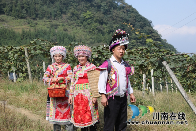 叙永县黄坭镇:金秋水果丰收忙,苗汉同胞同奔致富路(图3) 微信图片_20231018154721.jpg