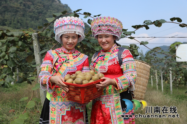 叙永县黄坭镇:金秋水果丰收忙,苗汉同胞同奔致富路(图4) 微信图片_20231018154726.jpg