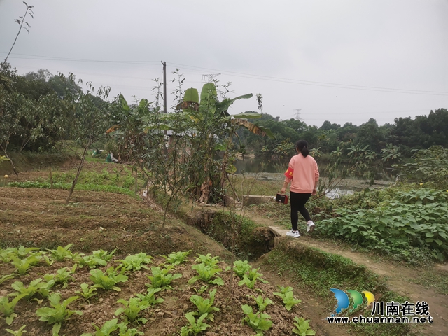 龙马潭区鱼塘街道王庄村：筑牢秸秆禁烧防线 守护乡村蓝天净土