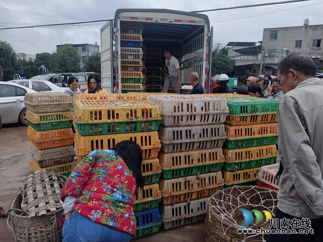 泸县残联到立石镇开展生态鸡养殖培训