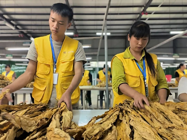 多项指标创历史新高!2023年泸州市烟叶生产任务圆满完成(图2) 2.jpg