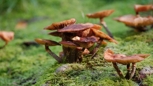 【警惕】夫妻2人被毒蘑菇“撂翻”