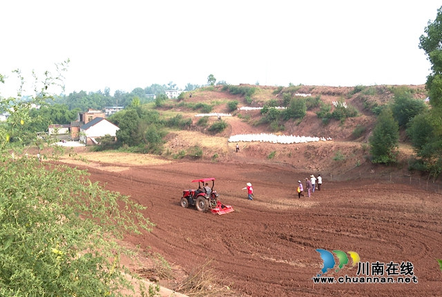 龙马潭：秋种正当时 油菜播种忙