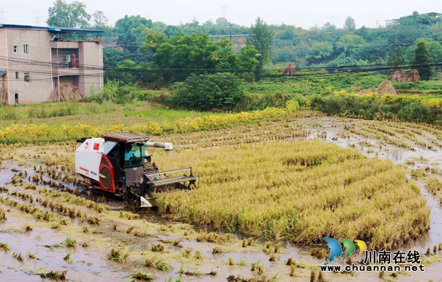 龙马潭：农机服务助力秋粮归仓