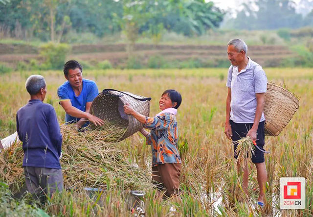 丰收季!富顺试验田里阵阵稻香(图1) 1.jpg