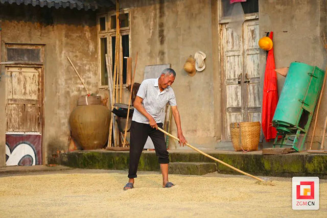 丰收季!富顺试验田里阵阵稻香(图2) 2.jpg