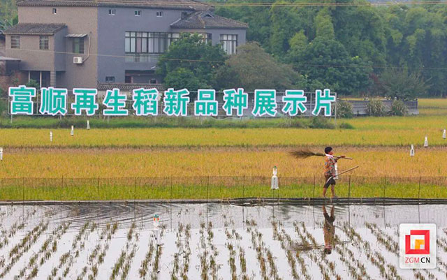 丰收季!富顺试验田里阵阵稻香(图3) 3.jpg