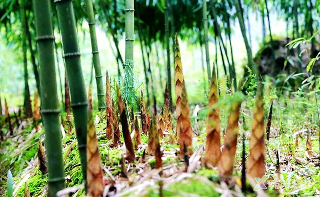 叙永:大竹笋带动富民兴村(图2) 2.jpg