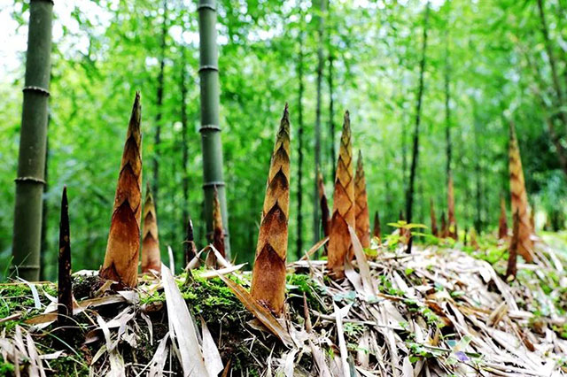 叙永:大竹笋带动富民兴村(图1) 1.jpg