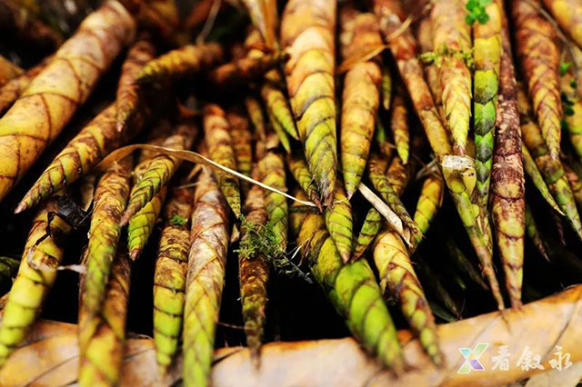 叙永:大竹笋带动富民兴村(图4) 4.jpg