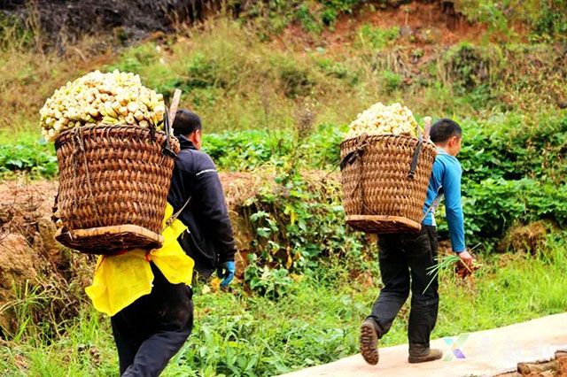 叙永:大竹笋带动富民兴村(图9) 9.jpg