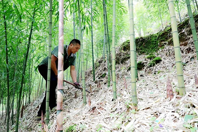 叙永:大竹笋带动富民兴村(图11) 11.jpg
