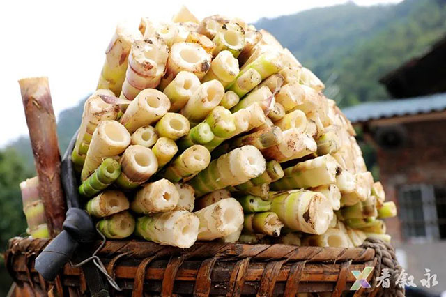 叙永:大竹笋带动富民兴村(图13) 13.jpg