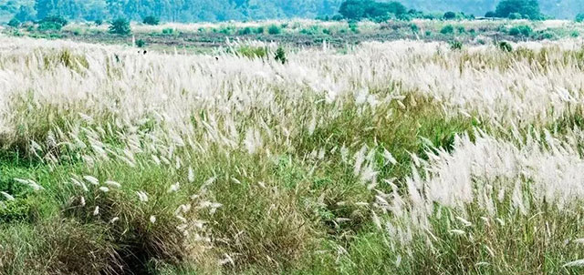 让我们一起坐公交,打卡秋日泸州(图3) 3.jpg