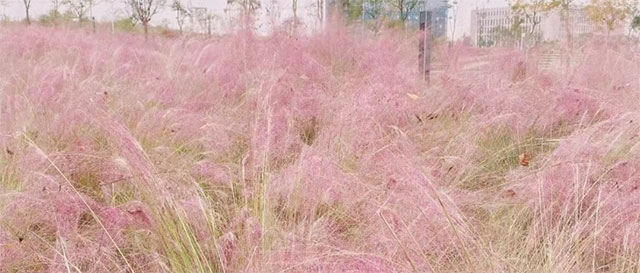 让我们一起坐公交,打卡秋日泸州(图6) 6.jpg