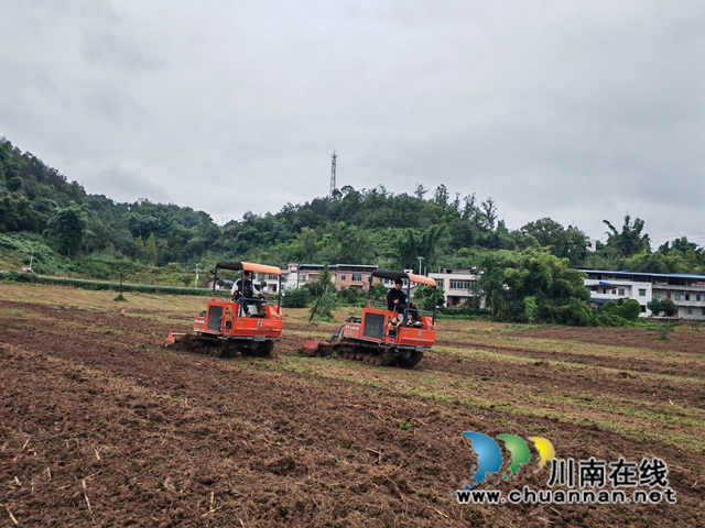 泸县：今年种植油菜26万亩 争创天府菜油强县